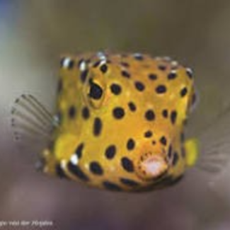 De fascinerende wereld van biomimicry