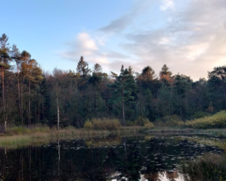 Wandelexcursie Mensingebos